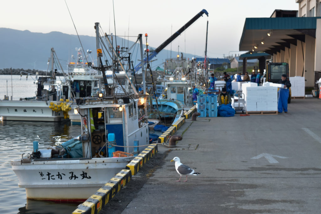 寿都漁港の小女子の水揚げ作業